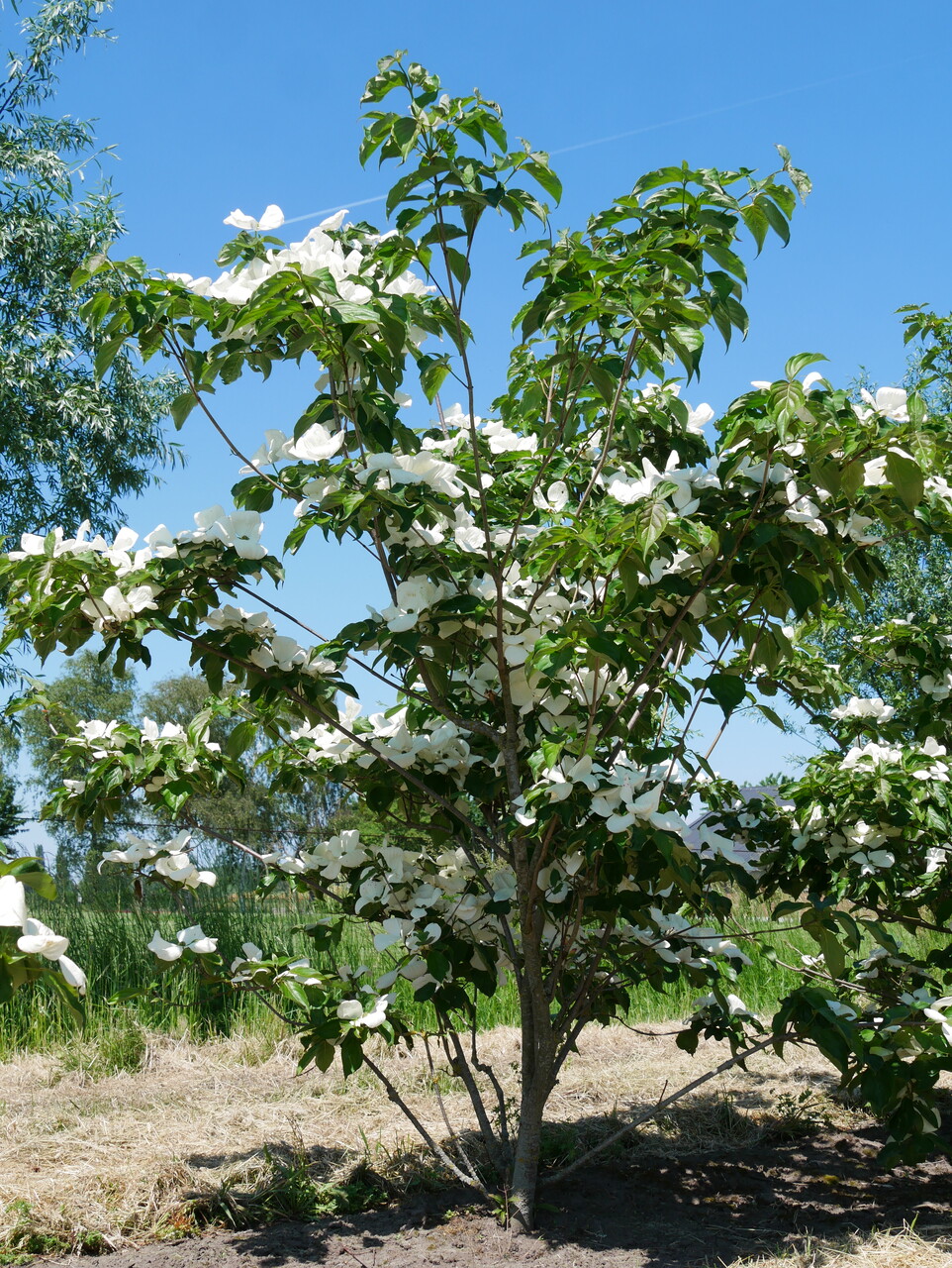 Cornus VENUS ('KN30 8') | Cornus VENUS ('KN30 8') - Van den Berk